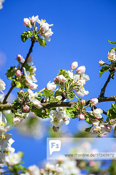 Zweig eines blühenden Apfelbaums im Frühling