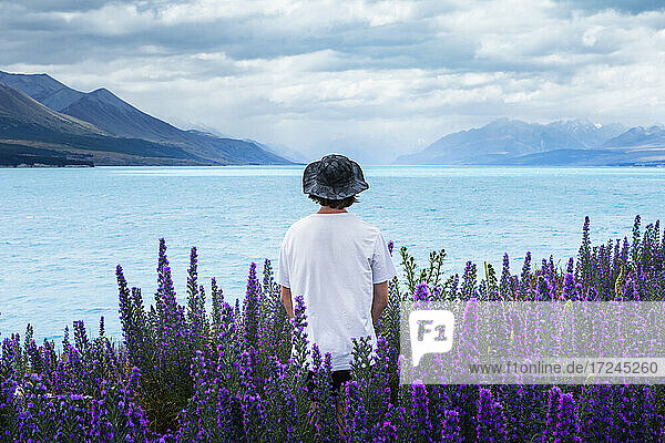 Neuseeland  Canterbury  Rückansicht eines jungen Mannes mit Hut inmitten blühender Lupinen (Lupinus) am Lake Tekapo