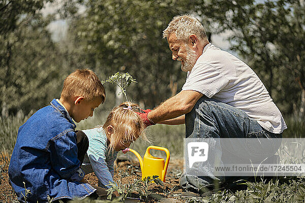 Großvater pflanzt mit seinen Enkeln Tomatensetzlinge im Hinterhof