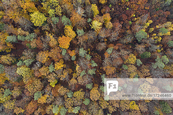 Drohnenansicht des Steigerwaldes im Herbst