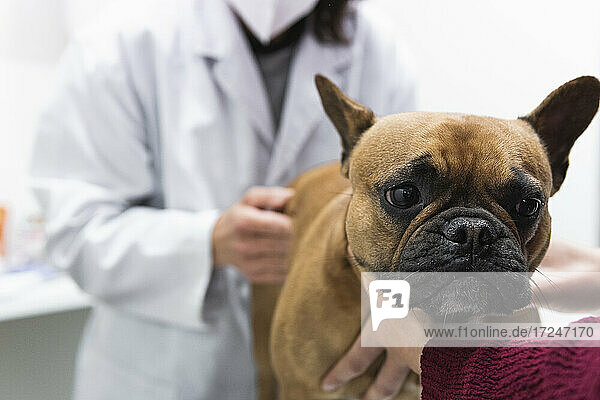 Französische Bulldogge mit Tierärztin in medizinischer Klinik