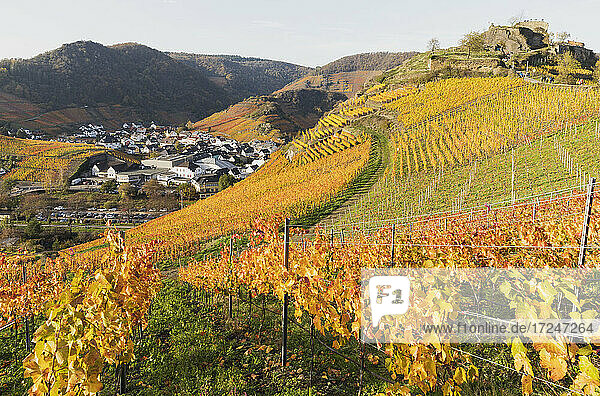 Deutschland  Rheinland-Pfalz  Mayschoss  Gelbe Herbstweinberge im Ahrtal mit Dorf im Hintergrund