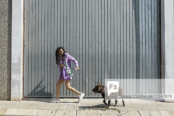 Mittlere erwachsene Frau geht mit Labrador Retriever an einer grauen Wand spazieren