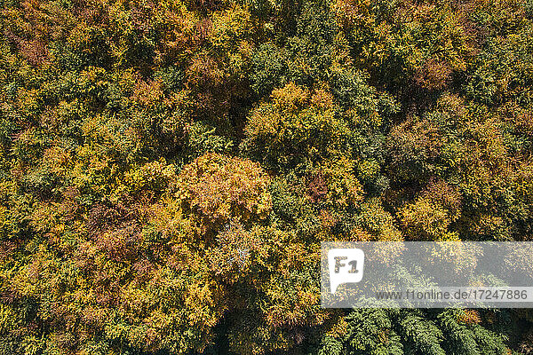 Drohnenansicht eines Herbstwaldes auf der Schwäbischen Alb