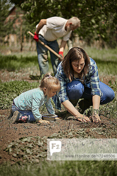 Mother planting tomato seedling with daughter while grandfather working in background