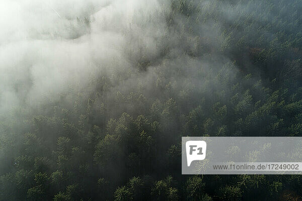 Drohnenansicht des Schwarzwalds im dichten Nebel