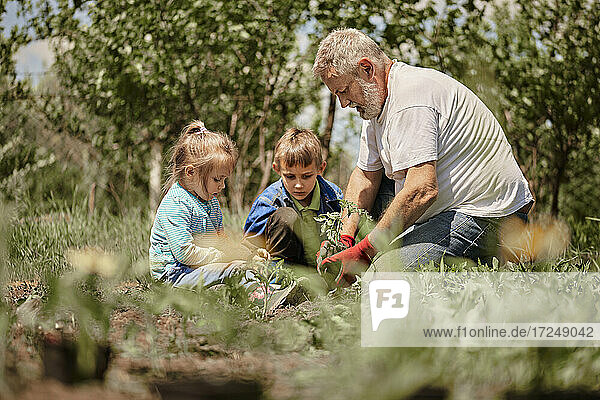 Enkelkinder lernen mit dem Großvater im Hinterhof Gartenarbeit