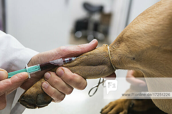 Tierärztin beim Entfernen von Blut aus dem Bein einer Bulldogge in einer medizinischen Klinik