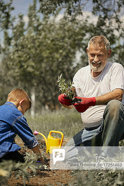 Großvater pflanzt mit seinem Enkel Tomatensetzlinge im Hinterhof