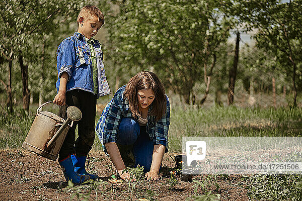 Son holding watering can while mother planting seedling in back yard