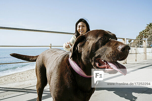 Frau mit Labrador-Hund am Geländer am Strand an einem sonnigen Tag