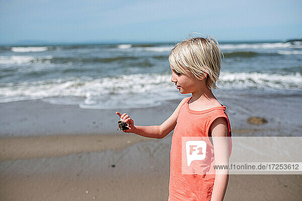 USA  California  Ventura  Boy holding small crab on beach
