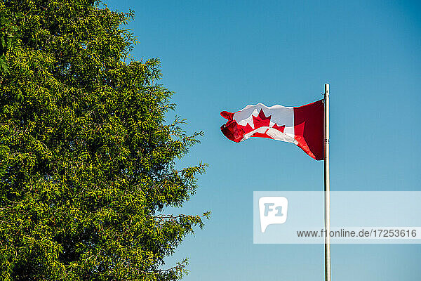 Canada  Ontario  Canadian flag against clear sky and tree