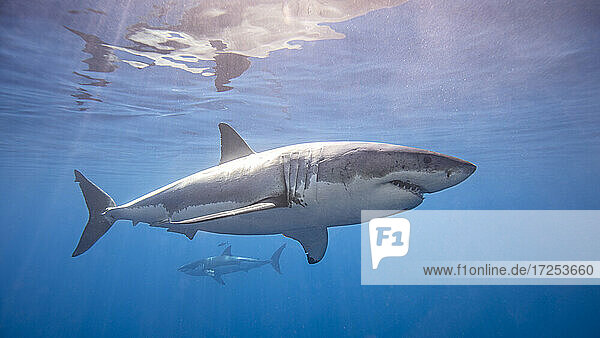 Mexiko  Guadalupe Island  Weiße Haie unter Wasser