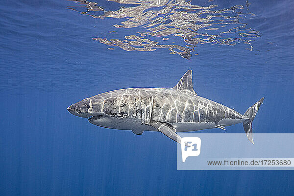 Mexiko  Insel Guadalupe  Weißer Hai unter Wasser