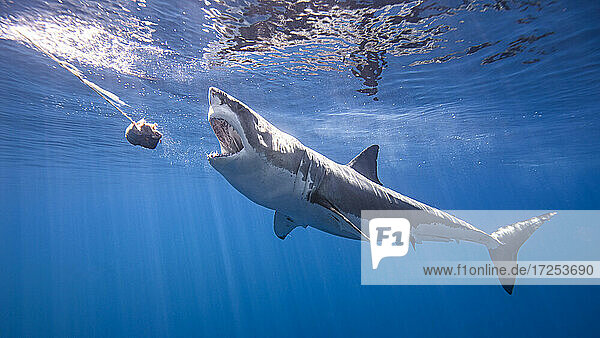 Mexico  Guadalupe Island  Great white shark underwater