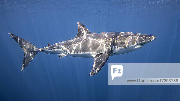 Mexiko  Insel Guadalupe  Weißer Hai unter Wasser