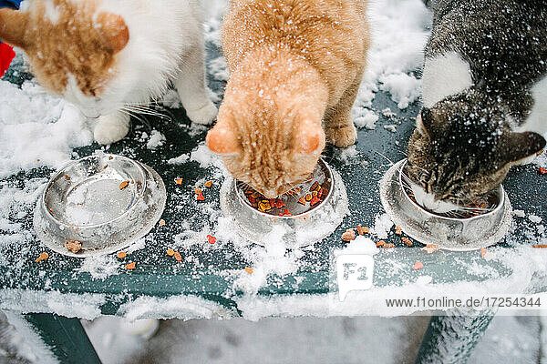 Kanada  Ontario  Drei Katzen fressen aus Schüsseln im Schnee