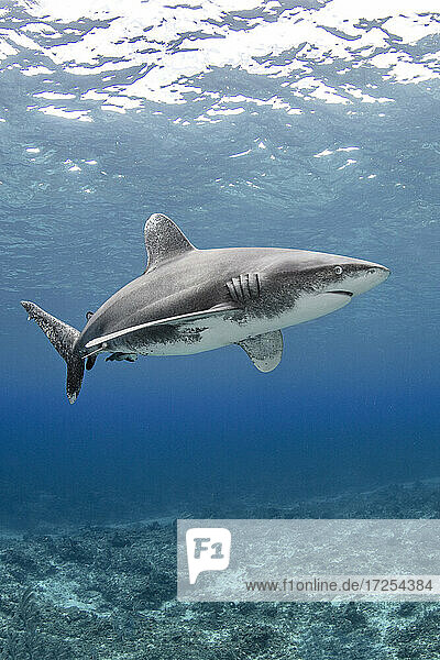 Bahamas  Cat Island  Oceanic whitetip shark swimming underwater