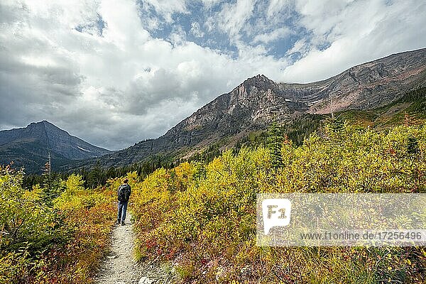 Hikers on a trail through mountain landscape  bushes in autumn colors  hiking to Upper Two Medicine Lake  Glacier National Park  Montana  USA  North America