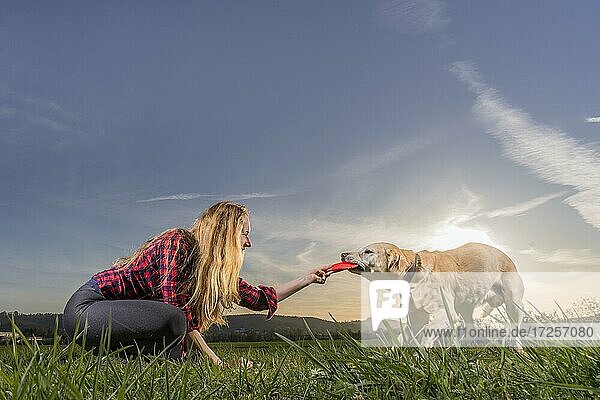 Junge Frau spielt mit Hund  Labrador Retriever  Sonnenuntergang  Schorndorf  Baden-Württemberg  Deutschland  Europa