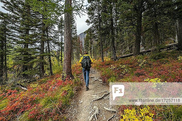 Hiker on a trail between trees and bushes in autumn colors  hiking to Upper Two Medicine Lake  Glacier National Park  Montana  USA  North America