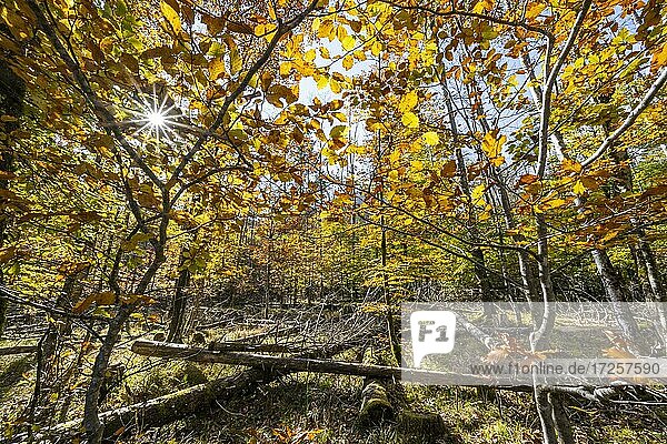 Lichter Buchenwald mit liegengebliebenem Holzim Herbst  Nationalpark Berchtesgaden  Berchtesgadener Land  Oberbayern  Bayern  Deutschland  Europa