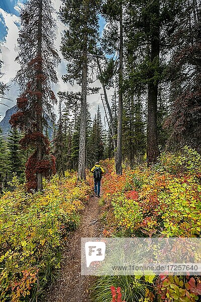 Hiker on a trail between trees and bushes in autumn colors  hiking to Upper Two Medicine Lake  Glacier National Park  Montana  USA  North America