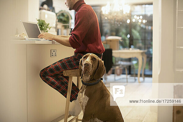 Porträt Hund neben jungen Mann arbeiten von zu Hause am Laptop in der Küche