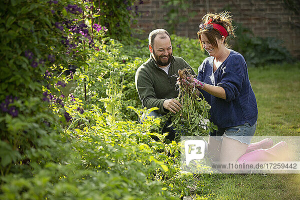 Glückliches Paar erntet frisches Gemüse im Garten