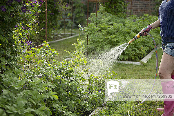 Frau mit Schlauch Bewässerung Gemüsepflanzen im Sommer Garten