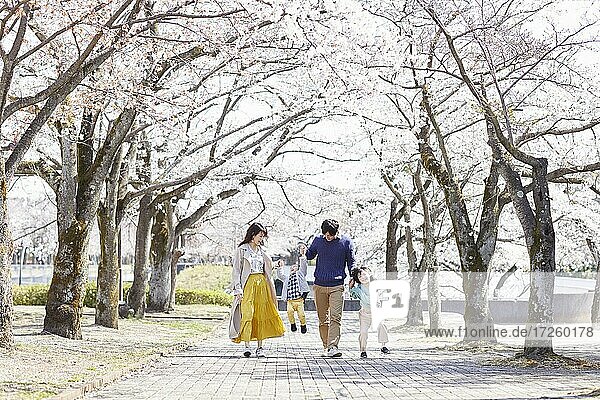 Japanische Familie und Kirschblüten