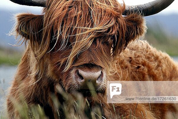 Schottisches Hochlandrind (Bos taurus)  Highland Cattle  Kyloe taurus  Kopf  Elgol  Isle of Skye  Skye  Innere Hebriden  Hebriden  Highlands  Hochland  Schottland  Großbritannien  Europa