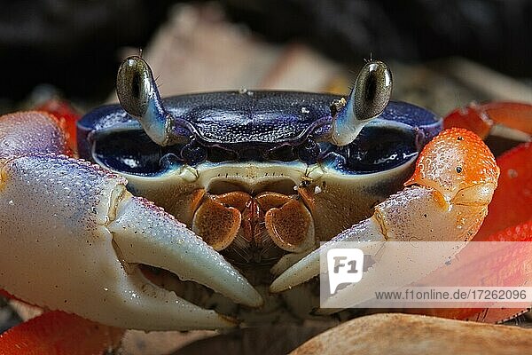 Lagoon land crab (Cardiosoma armatum) Nigeria