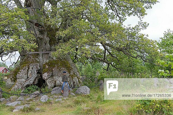 Kvilleken thousand-year-old oldest oak in Sweden  near Norra Kvill National Park north of Vimmerby  Södra Kvill  Småland  Kalmar Län  Sweden  Europe