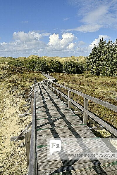 Trees and boardwalk in the dunes  Norddorf  Amrum  North Frisian Island  North Frisia  Schleswig-Holstein  Germany  Europe