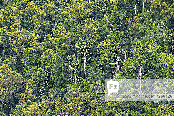 Australien  New South Wales  Dichter Eukalyptuswald im Blue Mountains National Park
