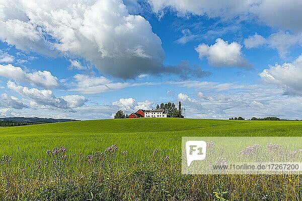 Einsamer Bauernhof  Stiklestad  Norwegen  Europa