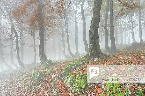 Herbstlicher Buchenwald im Nebel  Schweiz  Europa