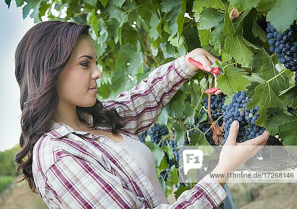 Junge gemischtrassige Frau beim Ernten von Trauben im Weinberg draußen