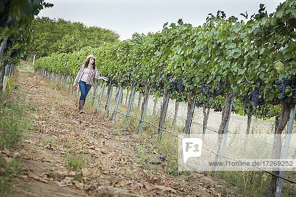 Junge gemischtrassige Bäuerin inspiziert die Weintrauben im Weinberg