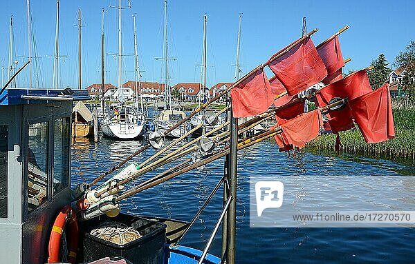Rote Fischerfähnchen im Seebad Rerk  Mecklenburg-Vorpommern  Deutschland  Europa