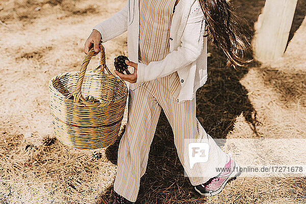 Elementary girl collecting pine cones in wicker basket at park