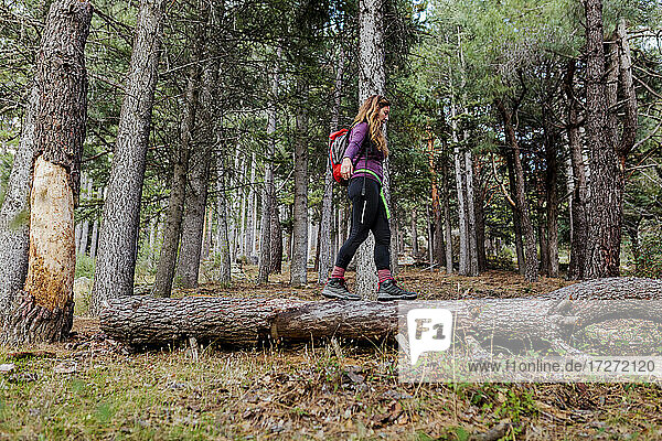 Wanderin balanciert auf einem umgestürzten Baum im Wald bei La Pedriza  Madrid  Spanien