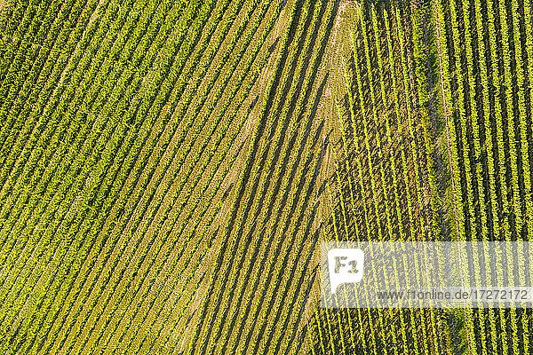 Luftaufnahme eines Weinbergs an einem sonnigen Tag