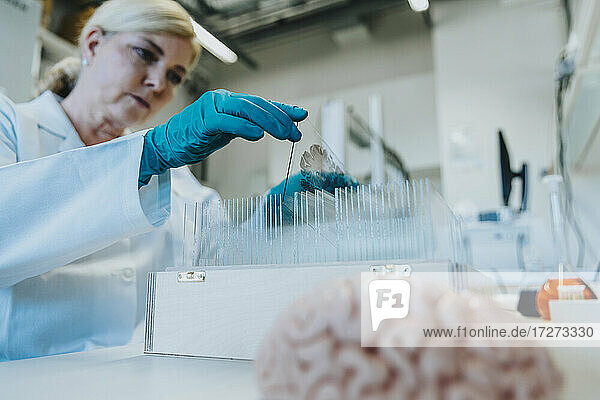 Frau  die im Labor stehend einen Objektträger für ein menschliches Gehirn aus dem Kasten nimmt