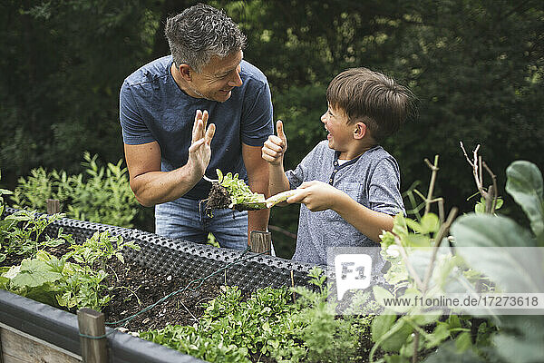 Cheerful boy showing thumbs up to father while holding plant with trowel by raised bed in garden