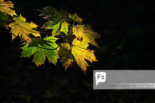 Autumn colored maple leaves in sunlight