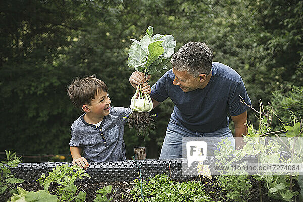 Smiling father and son holding harvested kohlrabi from raised bed in garden
