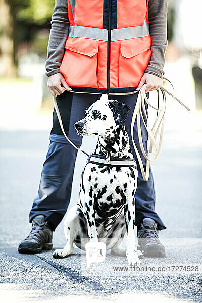 Weibliche Lehrerin steht mit Dalmatinerhund auf dem Fußweg beim Mantrailing im Park
